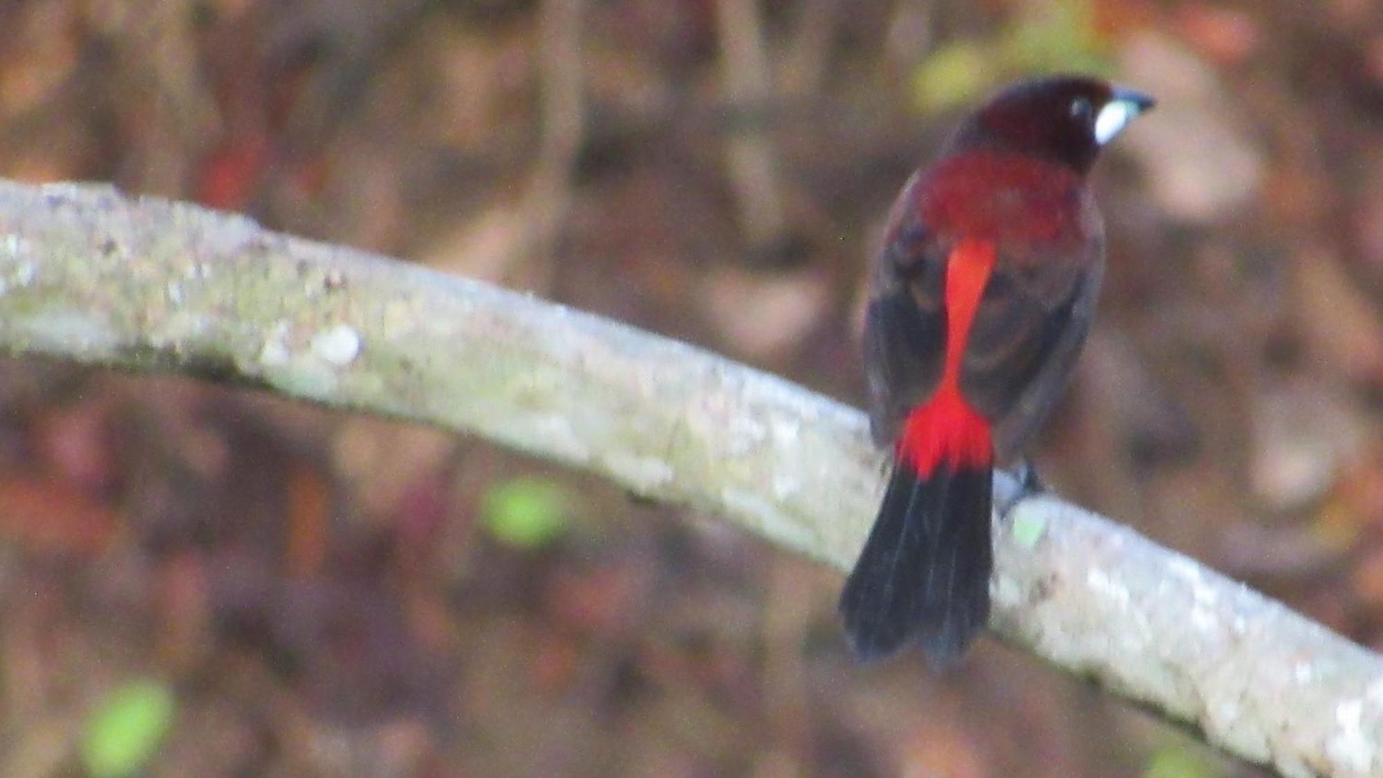 Hostal Mirador Dentro Del Parque Tayrona Ель-Зайно Екстер'єр фото